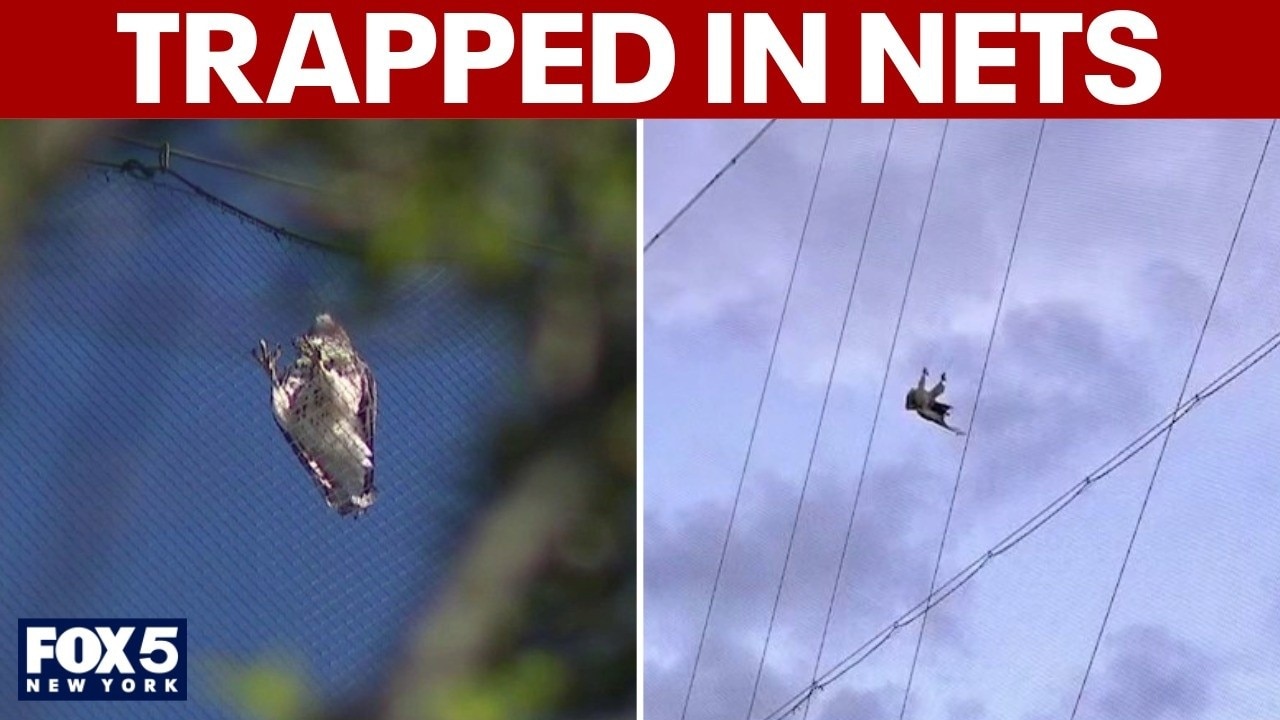 Bird entanglements at Topgolf locations on Long Island