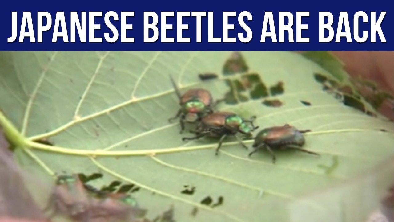 First Japanese Beetle sightings of the season