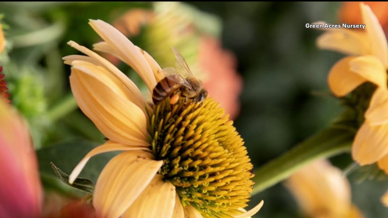 Green Acres Nursery offers summer activity camps for North Texas children