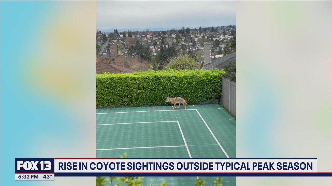 WA sees rise in coyote sightings outside typical peak season