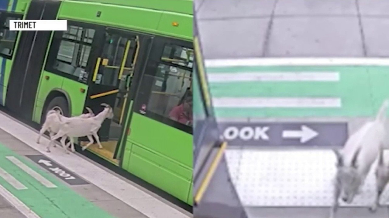 Talk of the Day: Goats on the Go!