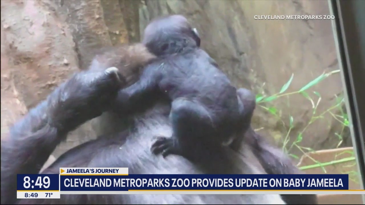 Cleveland Zoo gives update on baby Jameela