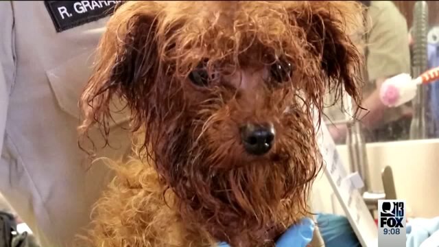 Dozens of animals rescued from Seattle home