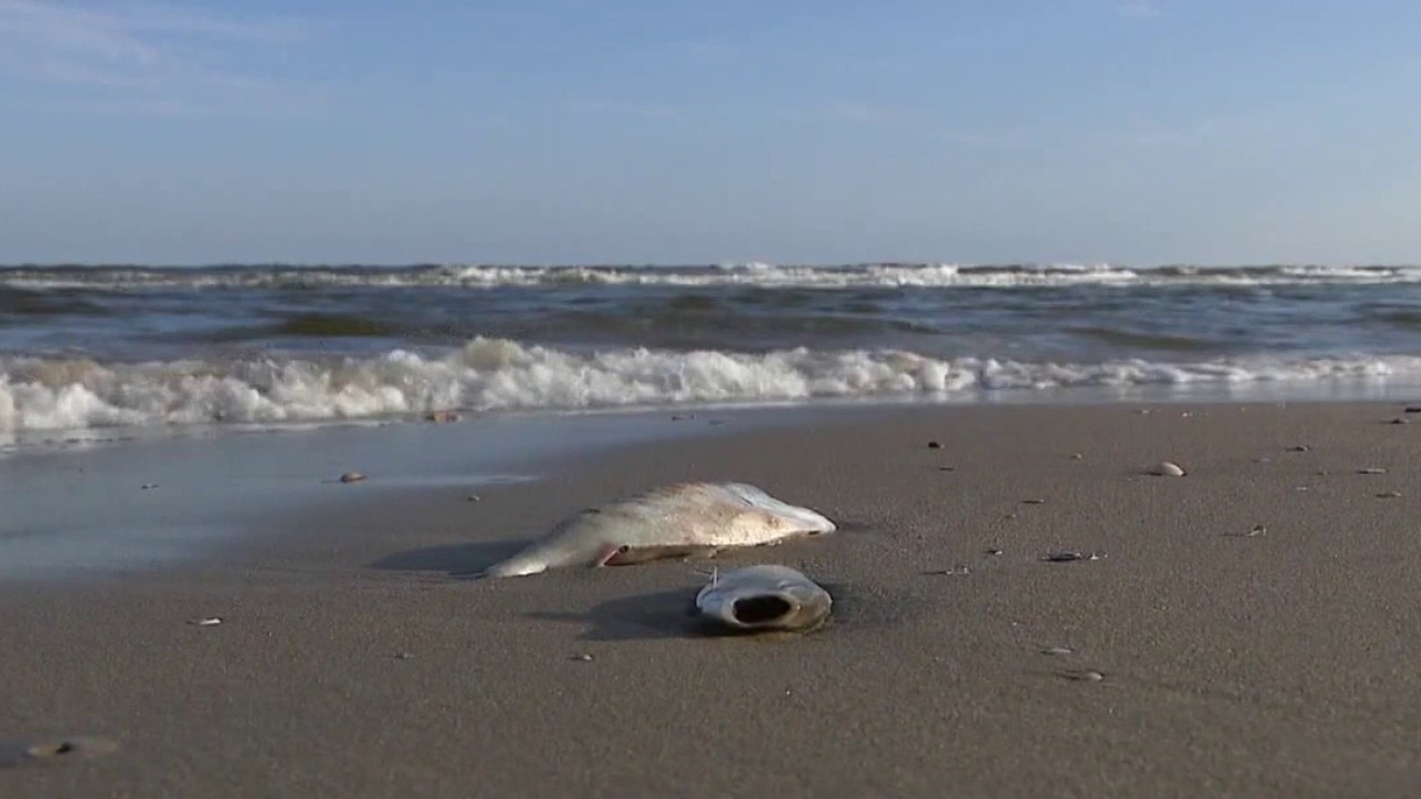 Red tide detected at Bolivar Peninsula, Galveston Island