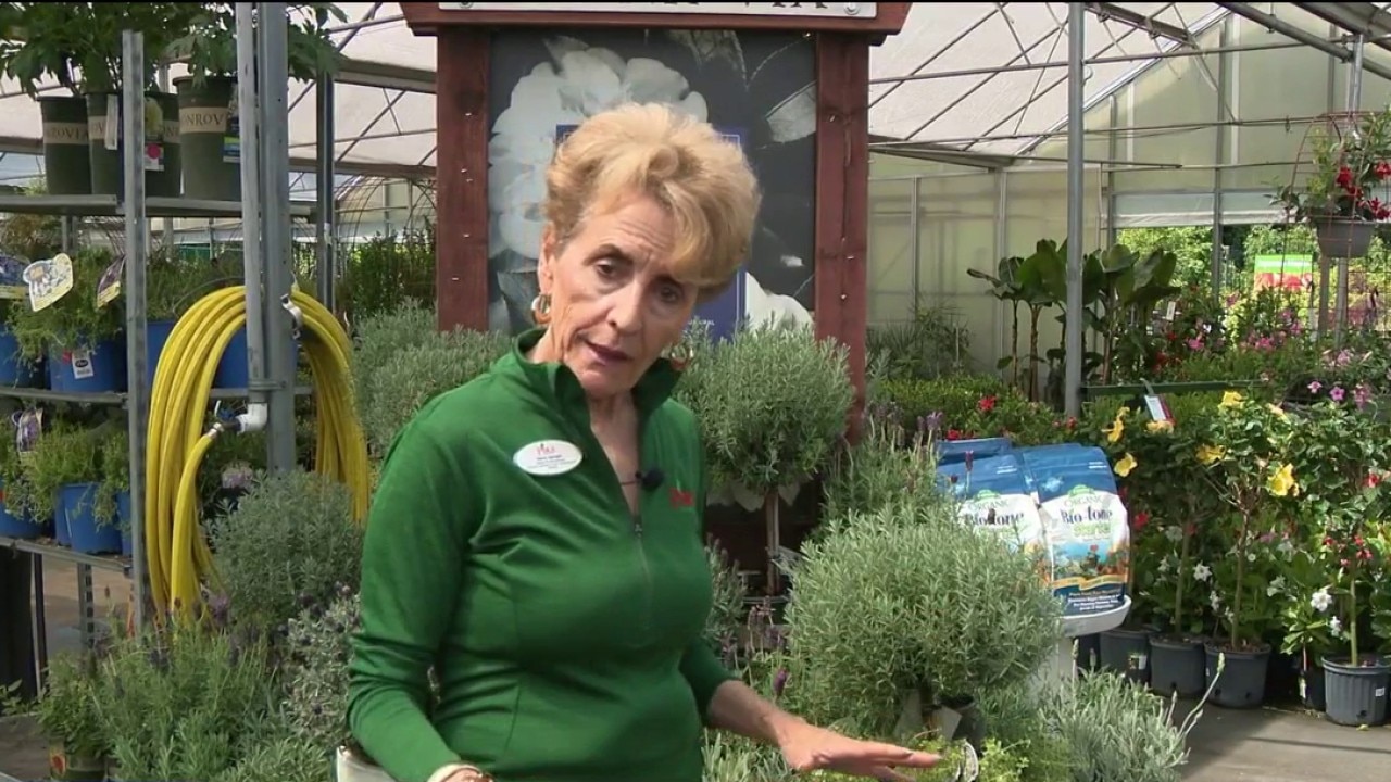 All about lavender with Pike Nurseries