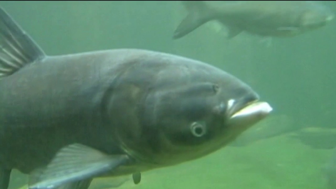 Invasive carp inch closer to Lake Michigan
