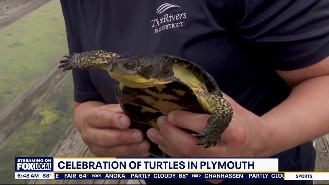 Free Turtle Fest event coming to Plymouth