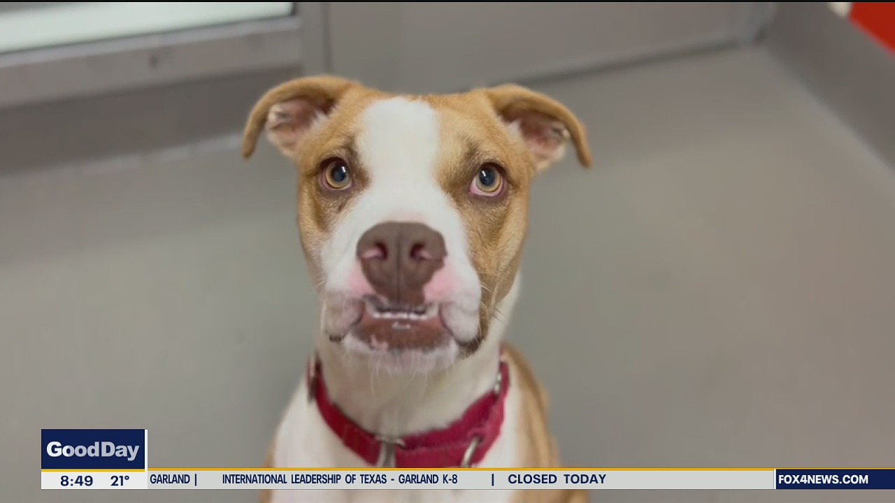 Dog of the Day: Whimsy