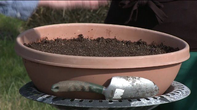 Grow a bowl of salad from a mix of leafy green varieties