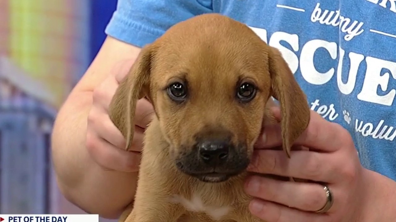 Pet of the day: FlapJack