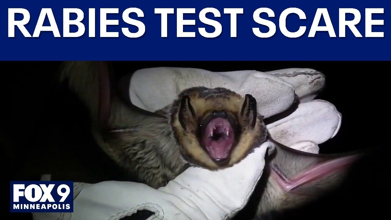MN rabies scare: Health department warns of possible false test results