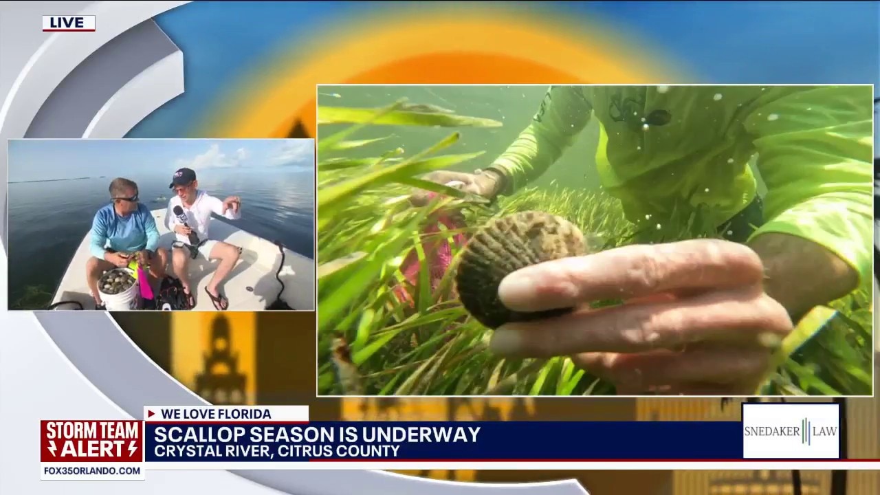 Scallop season underway in Florida