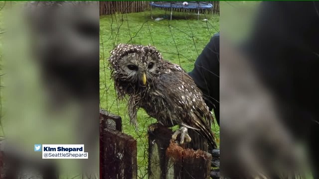 freed owl