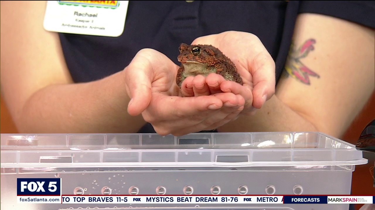 Pet of the day: Shelley the Southern Toad