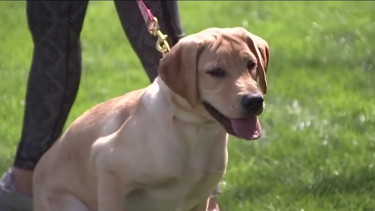 Keeping zoo animals and pets safe in Chicago amid poor air quality