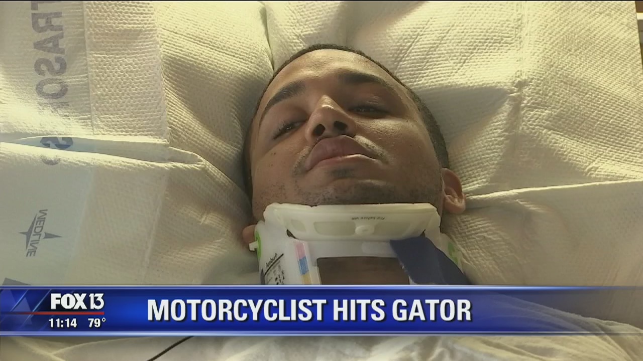 Motorcyclist hits alligator