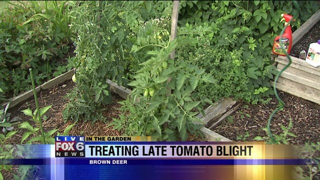 Treating late tomato blight
