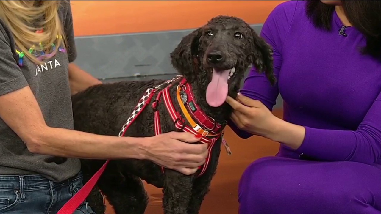 Pet of the day: Fizz