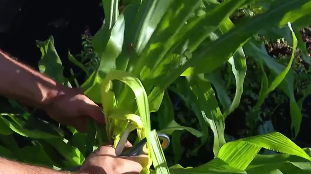 Treating monocot plants from caterpillar damage