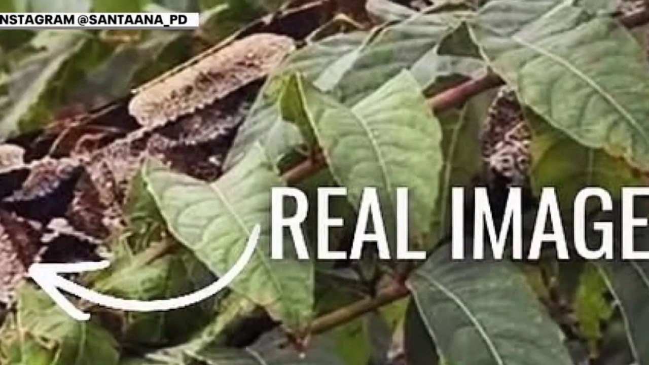 Venomous snake on the loose in Santa Ana