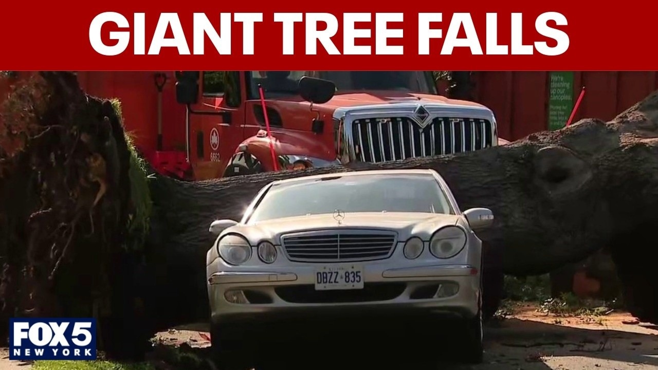 Giant tree crashes down in Queens