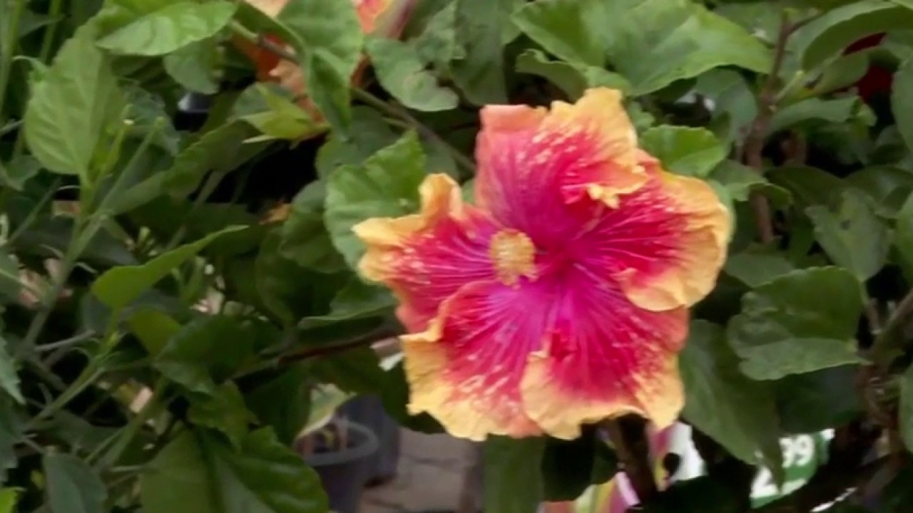 Tropical plants for your back yard