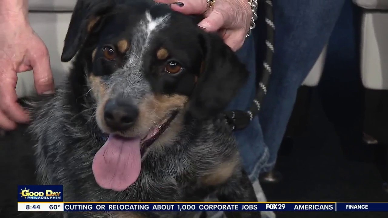 Rescue Me: Meet Case, a playful rescue dog looking for a forever home
