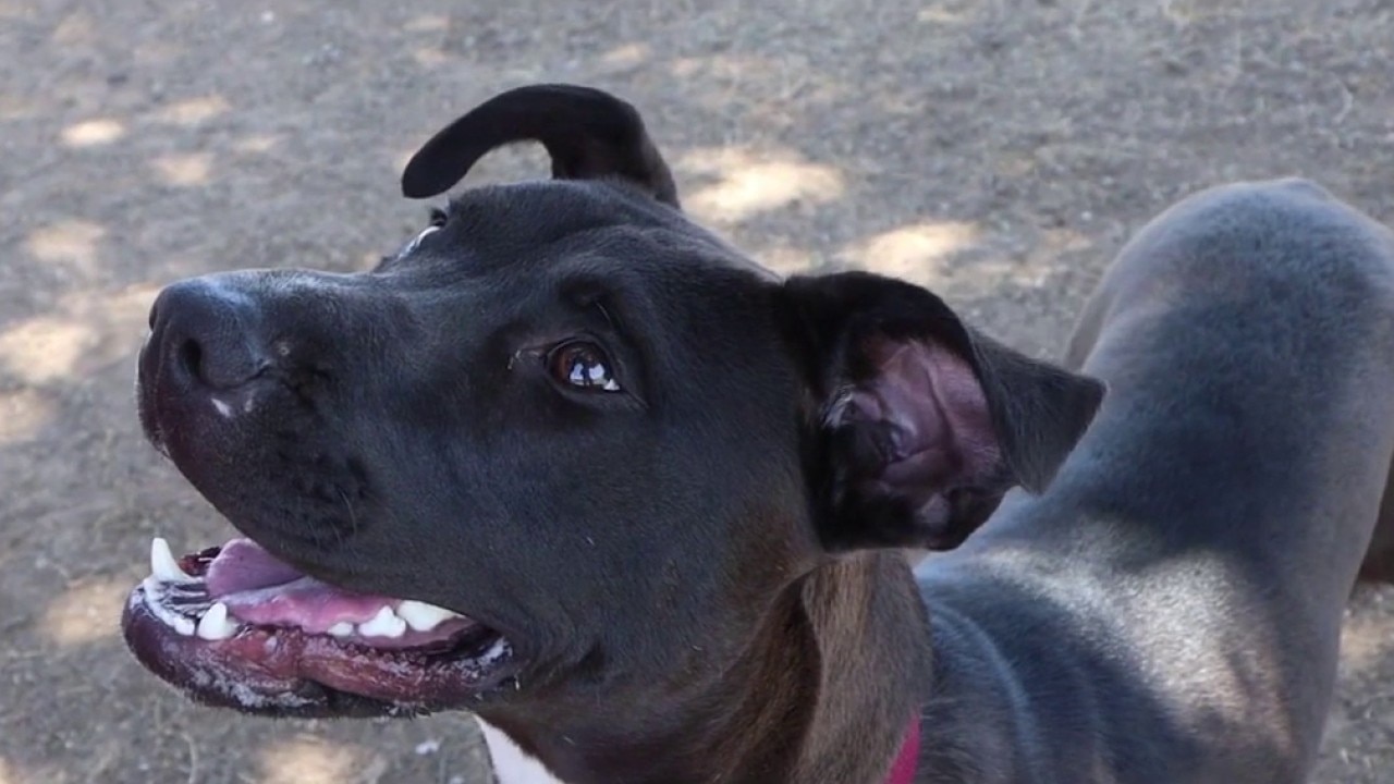 Pet of the Day | Meet Benedict