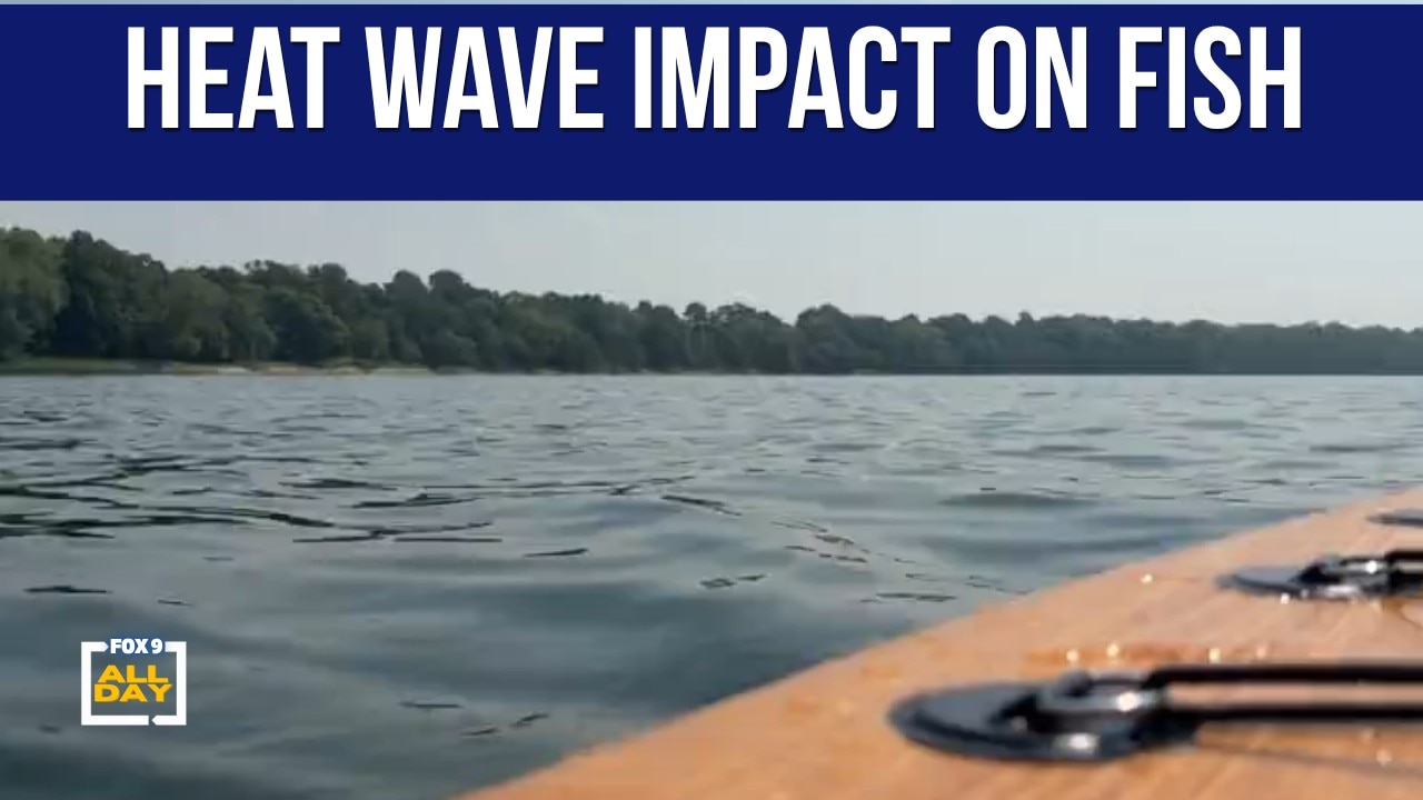 Fish population impacted by historic heat