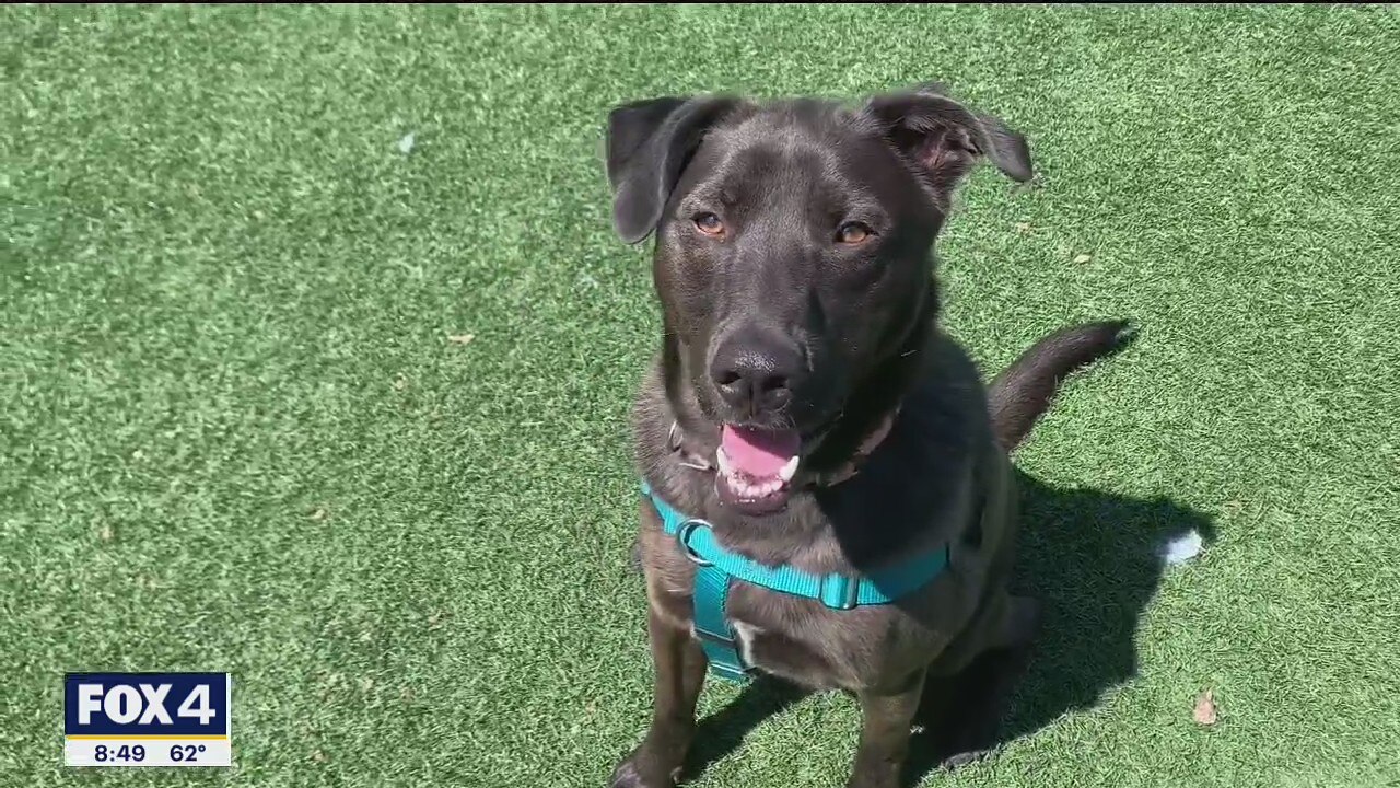 Dog of the Day: Blue