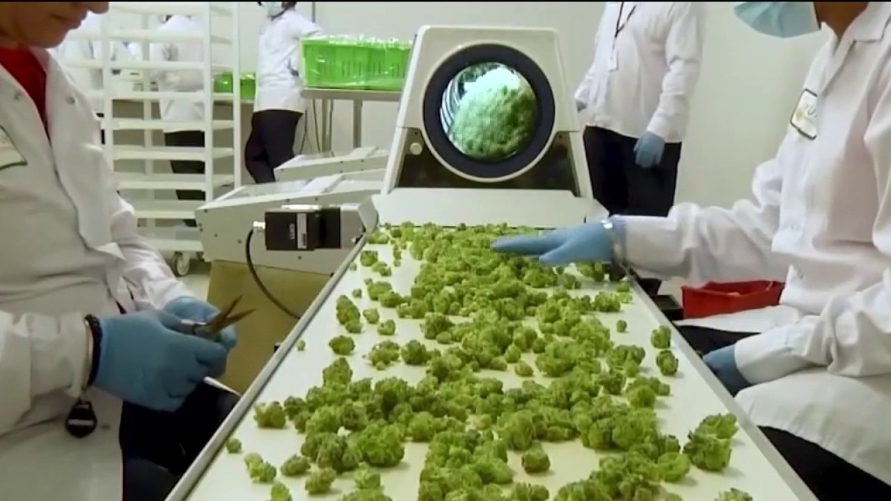 Federal lawsuit targets major cannabis companies 