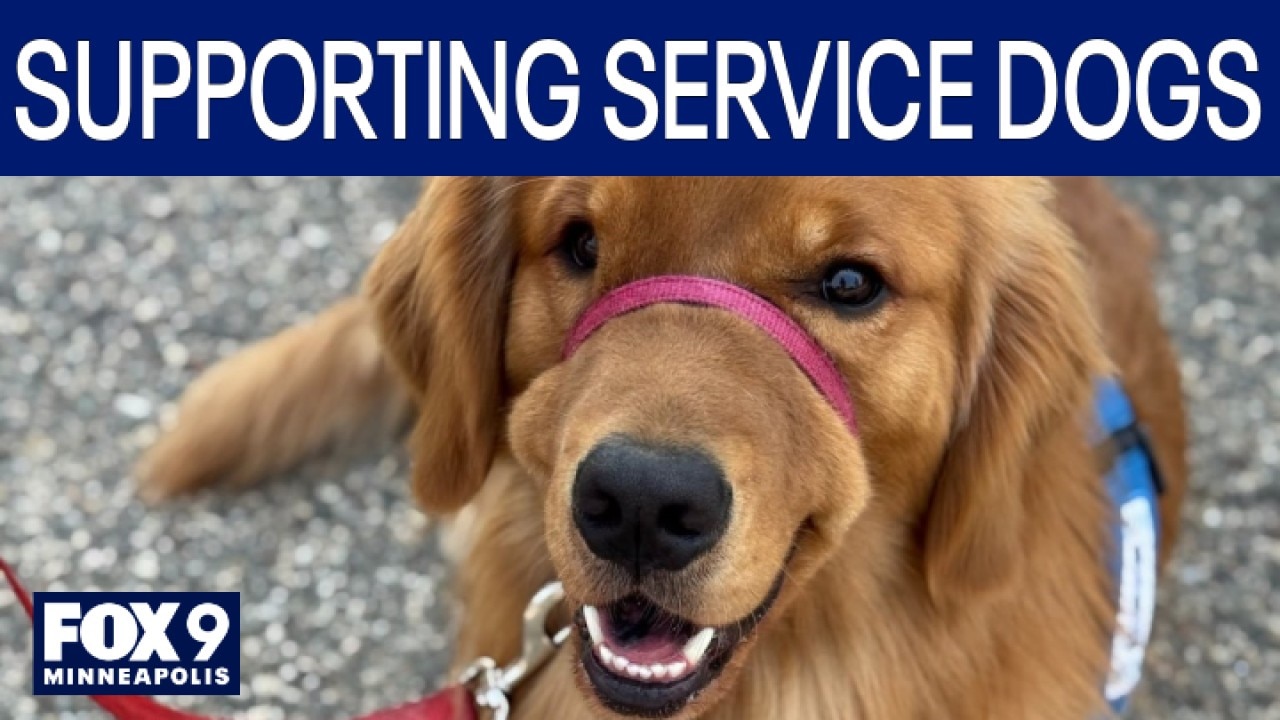 BBQ fundraiser to support Minnesota service dog non-profit 'Helping Paws'