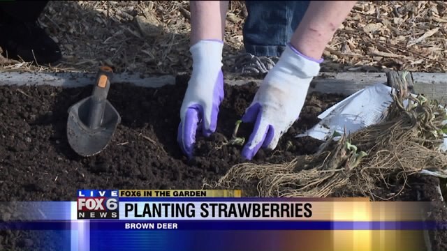 How to plant a bed of new strawberries