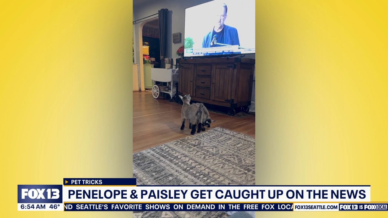 Pet Tricks for Wednesday, April 29