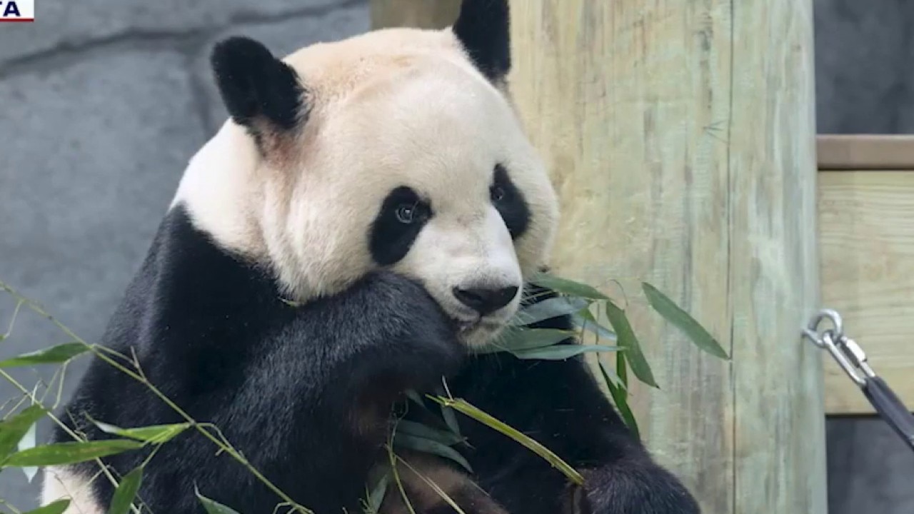 Zoo Atlanta's new Giant Pandas prepare for debut