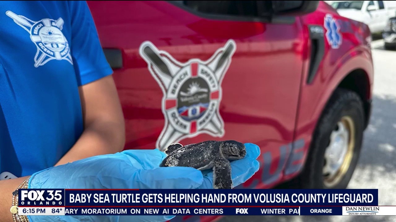 Lifeguard rescues stranded sea turtle hatchling on Volusia County beach