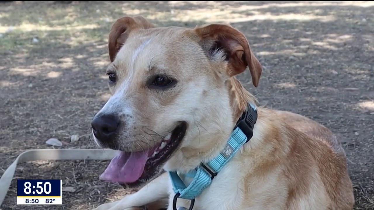Pet of the Day: Briar