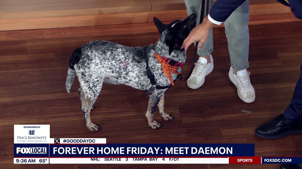Forever Home Friday: Meet Daemon