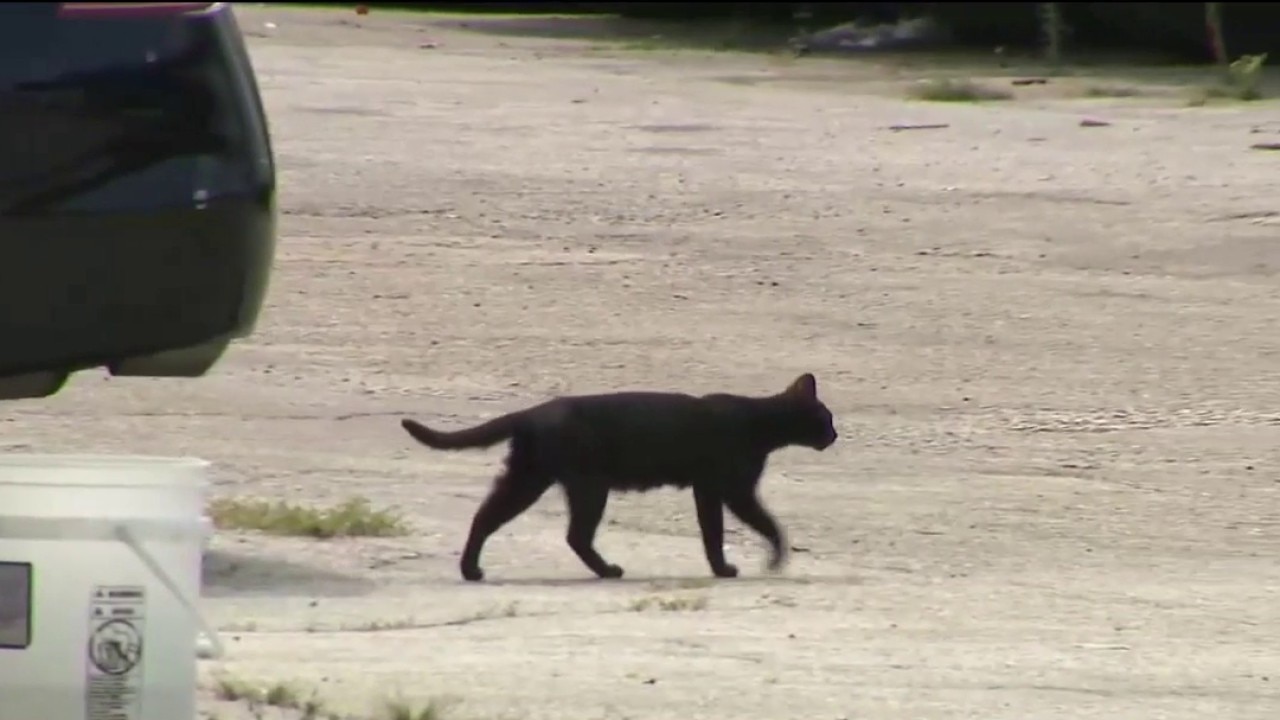 Atlanta farmers market traps feral cats