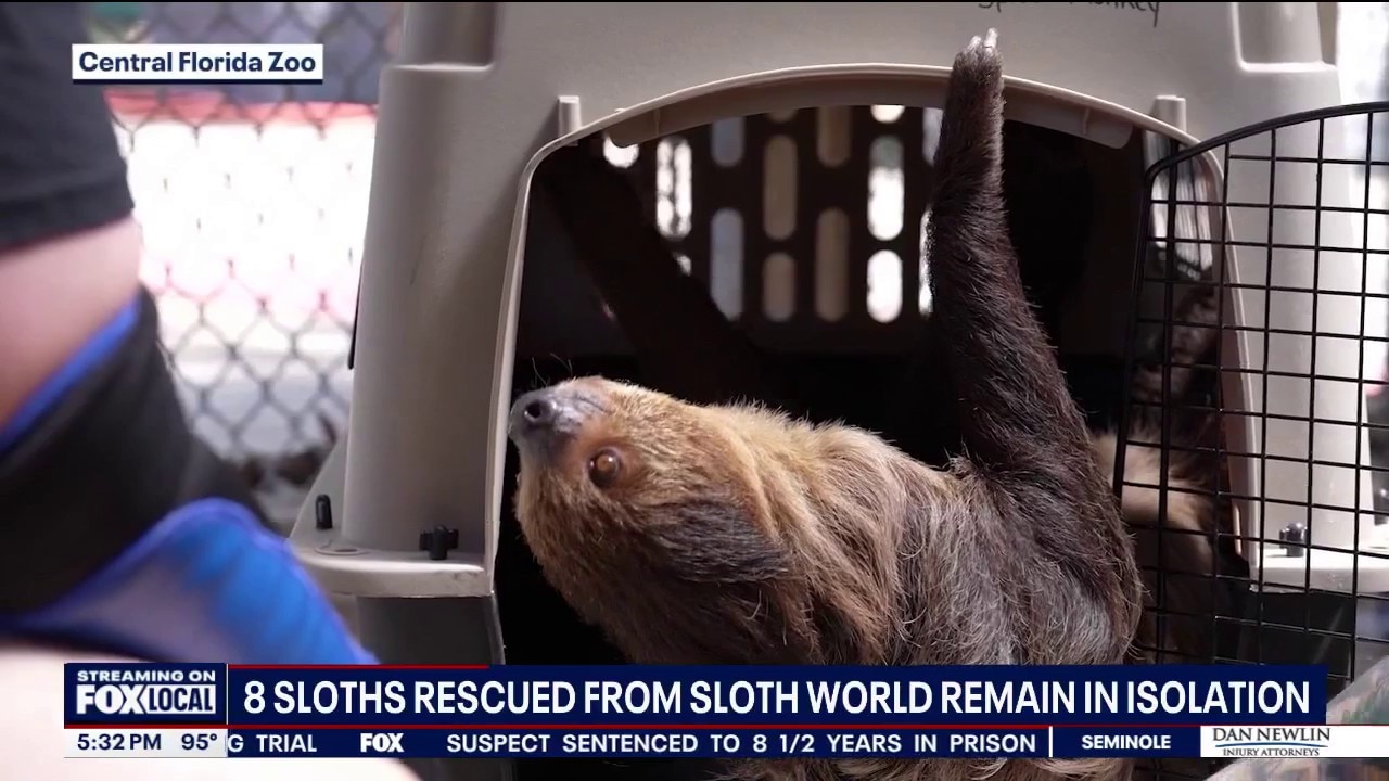 Sloth World investigation closed without charges as calls for change grow