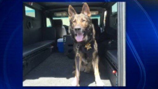 Six WilCo Sheriff's Office K-9 officers getting body armor