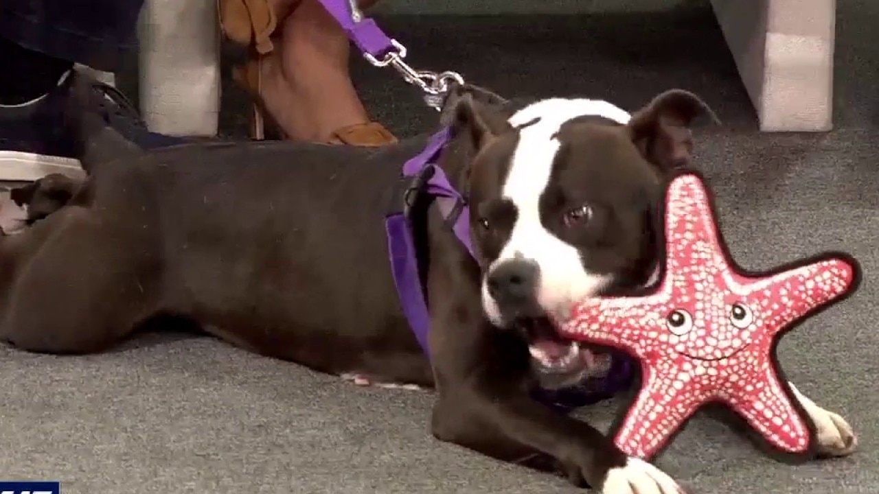 Pet of the Week: Meet Mora