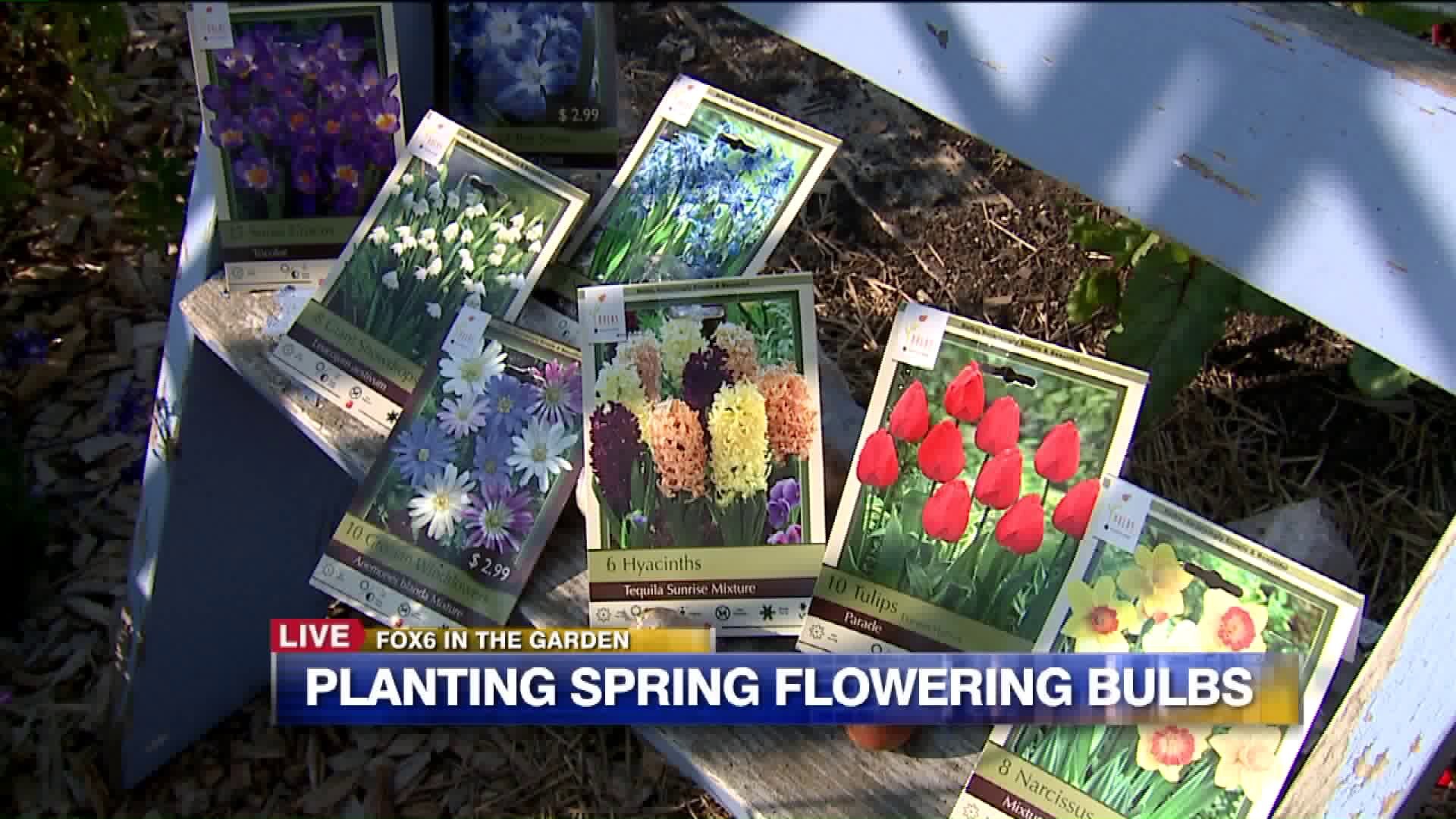 Planting spring flowering bulbs
