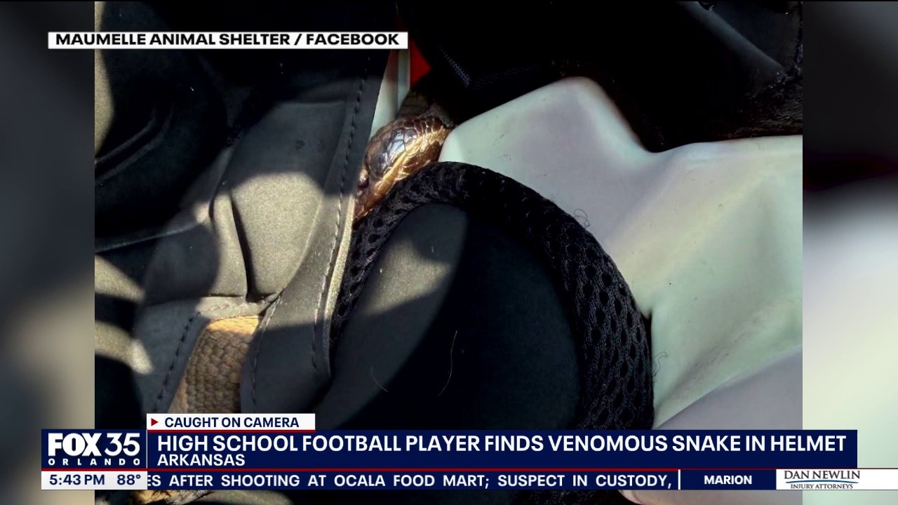 Arkansas football player finds venomous snake in helmet