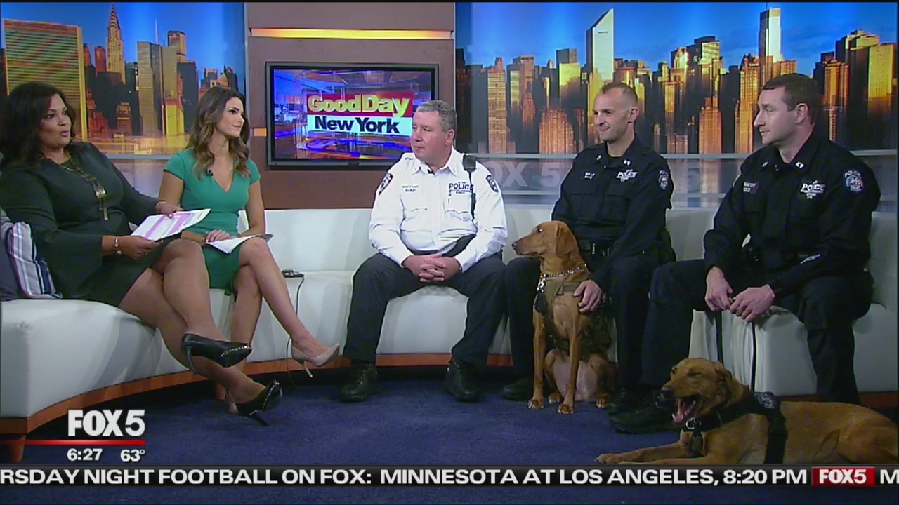 NYPD's specialized K9s