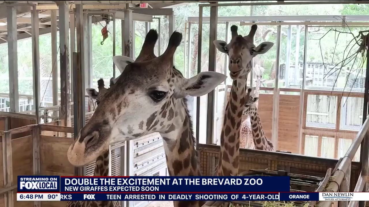 Brevard Zoo expecting two giraffe calves