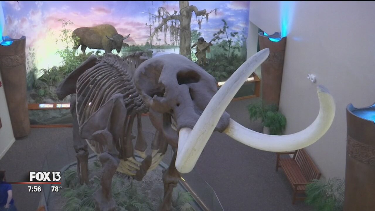 See meteorites and ancient fossils at Bradenton museum