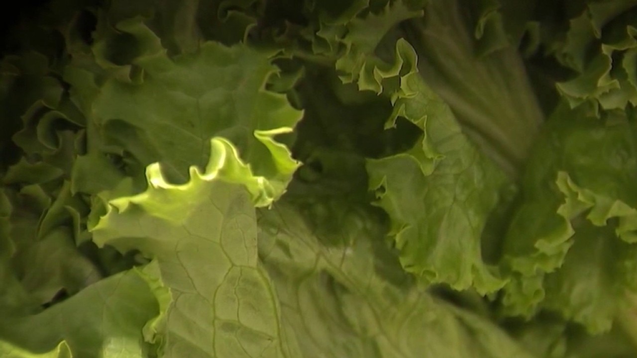 California lettuce supplier linked to past outbreaks