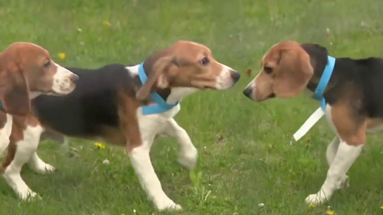 Ridglan Farms beagles starting to be released