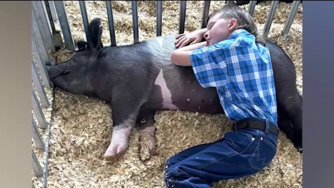 Family seeks justice for boy's therapy pig